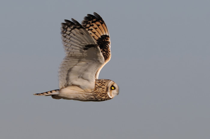 28.jpg - Velduil (Short-eared Owl, Asio Flammeus). Uitkerkse polders. 8/02/2008. Copyright: Joris Everaert. Nikon D300, Sigma APO 500mm f4.5 EX DG HSM